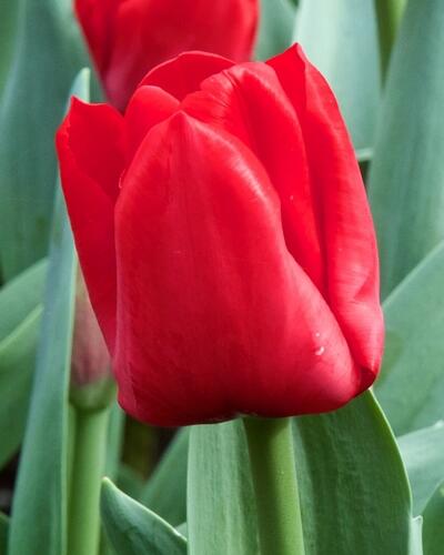 Tulipán Triumph 'Escape' - Tulipa Triumph 'Escape'