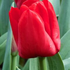 Tulipán Triumph 'Escape' - Tulipa Triumph 'Escape'
