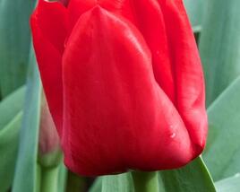 Tulipán Triumph 'Escape'