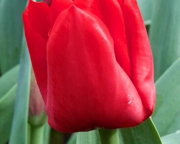 Tulipán Triumph 'Escape'