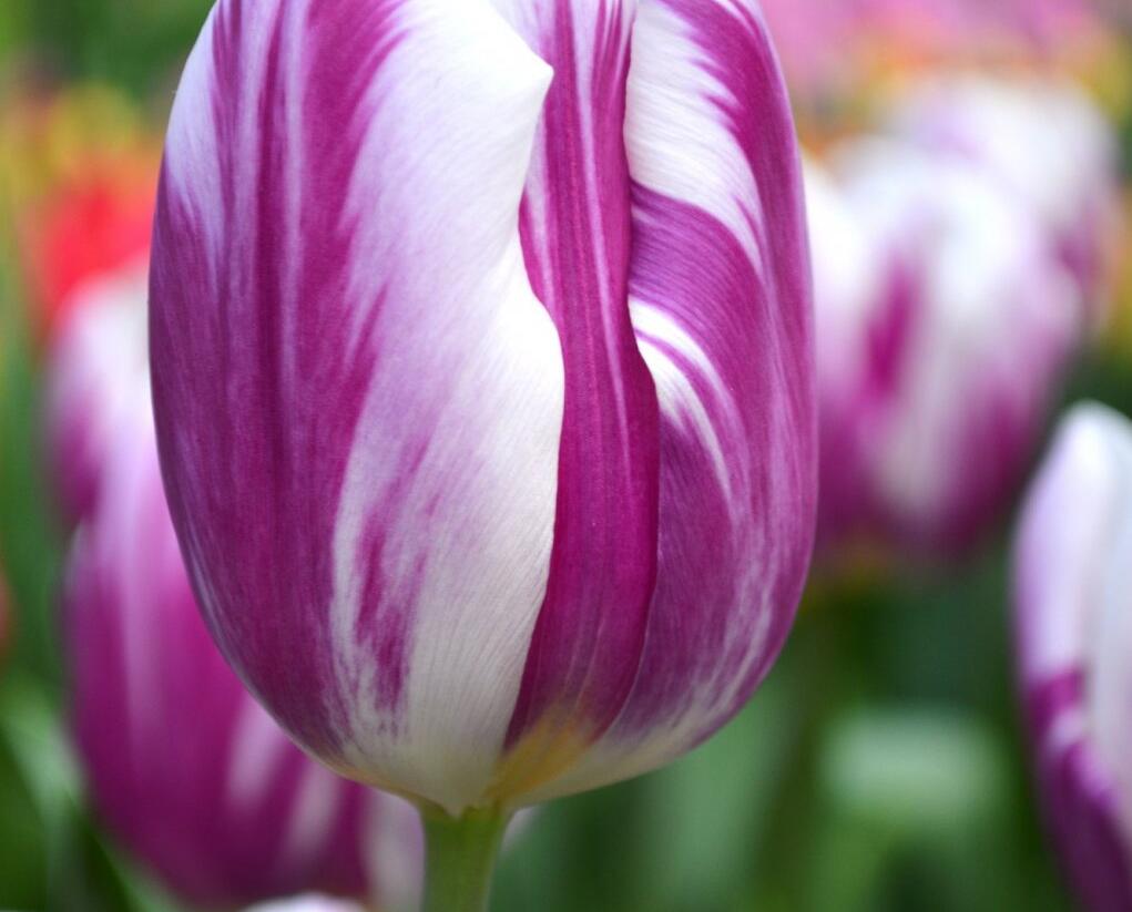 Tulipán Triumph 'Flaming Flag' - Tulipa Triumph 'Flaming Flag'