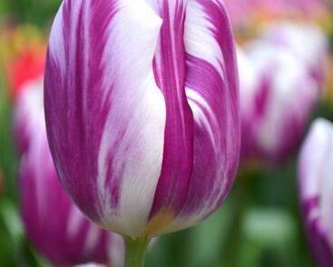 Tulipán Triumph 'Flaming Flag'