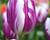 Tulipán Triumph 'Flaming Flag'