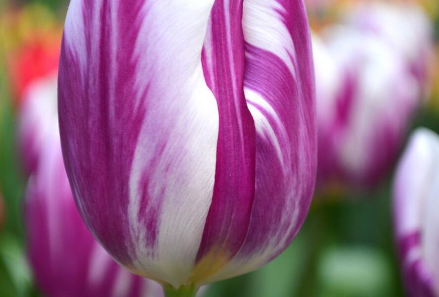 Tulipán Triumph 'Flaming Flag' - Tulipa Triumph 'Flaming Flag'