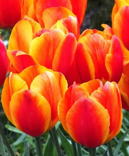 Tulipán raný 'Flair' - Tulipa Single Early 'Flair'