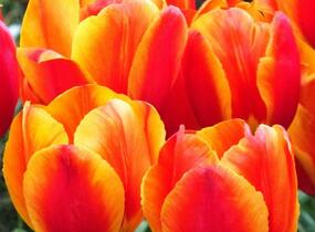 Tulipán jednoduchý raný 'Flair' - Tulipa Single Early 'Flair'