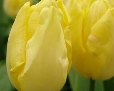 Tulipán jednoduchý raný 'Sunny Prince'