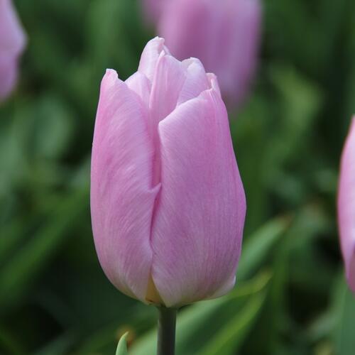 Tulipán raný 'Candy Prince' - Tulipa Single Early 'Candy Prince'