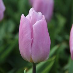 Tulipán raný 'Candy Prince' - Tulipa Single Early 'Candy Prince'