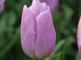 Tulipán jednoduchý raný 'Candy Prince' - Tulipa Single Early 'Candy Prince'