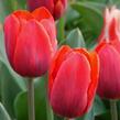 Tulipán raný 'Couleur Cardinal' - Tulipa Single Early 'Couleur Cardinal'
