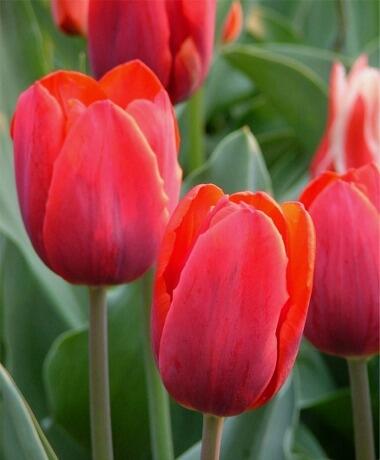 Tulipán jednoduchý raný 'Couleur Cardinal' - Tulipa Single Early 'Couleur Cardinal'