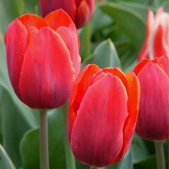 Tulipán raný 'Couleur Cardinal' - Tulipa Single Early 'Couleur Cardinal'