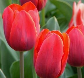 Tulipán raný 'Couleur Cardinal' - Tulipa Single Early 'Couleur Cardinal'