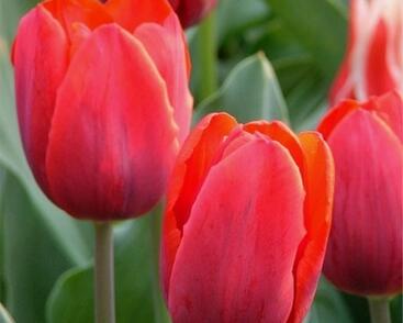 Tulipán jednoduchý raný 'Couleur Cardinal'