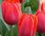 Tulipán jednoduchý raný 'Couleur Cardinal'
