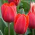 tulipan-ranny-couleur-cardinal.jpg