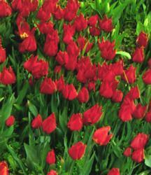 Tulipán jednoduchý raný 'Brilliant Star' - Tulipa Single Early 'Brilliant Star'