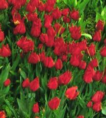 Tulipán raný 'Brilliant Star' - Tulipa Single Early 'Brilliant Star'