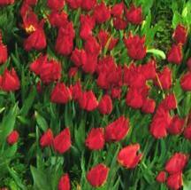 Tulipán jednoduchý raný 'Brilliant Star'