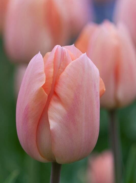 Tulipán jednoduchý raný 'Apricot Magic' - Tulipa Single Early 'Apricot Magic'