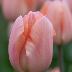Tulipán raný 'Apricot Magic' - Tulipa Single Early 'Apricot Magic'