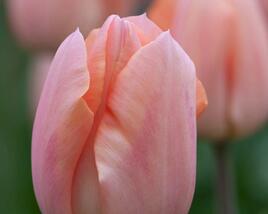 Tulipán jednoduchý raný 'Apricot Magic'