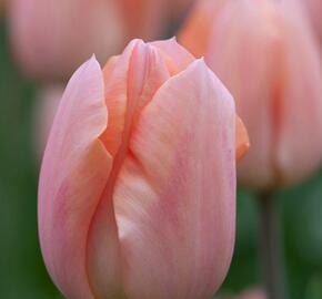 Tulipán raný 'Apricot Magic' - Tulipa Single Early 'Apricot Magic'