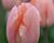 Tulipán jednoduchý raný 'Apricot Magic'