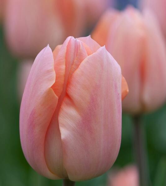 Tulipán jednoduchý raný 'Apricot Magic' - Tulipa Single Early 'Apricot Magic'