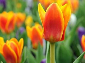 Tulipán Greigův 'Cape Cod' - Tulipa Greigii 'Cape Cod'