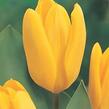 Tulipán Fosterův 'Candela' - Tulipa Fosteriana 'Candela'