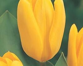 Tulipán Fosterův 'Candela'