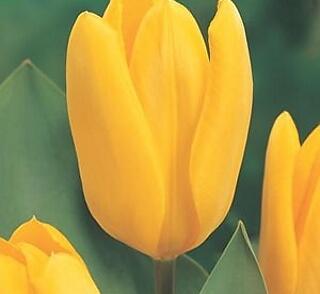 Tulipán Fosterův 'Candela'