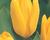 Tulipán Fosterův 'Candela'