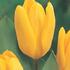 tulipan-fosteruv-candela.jpg
