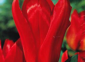 Tulipán Fosterův 'Madame Lefeber' - Tulipa Fosteriana 'Madame Lefeber'