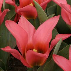 Tulipán Greigův 'Toronto' - Tulipa Greigii 'Toronto'