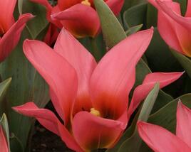 Tulipán Greigův 'Toronto'