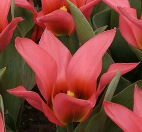 Tulipán Greigův 'Toronto' - Tulipa Greigii 'Toronto'