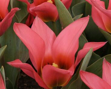 Tulipán Greigův 'Toronto'