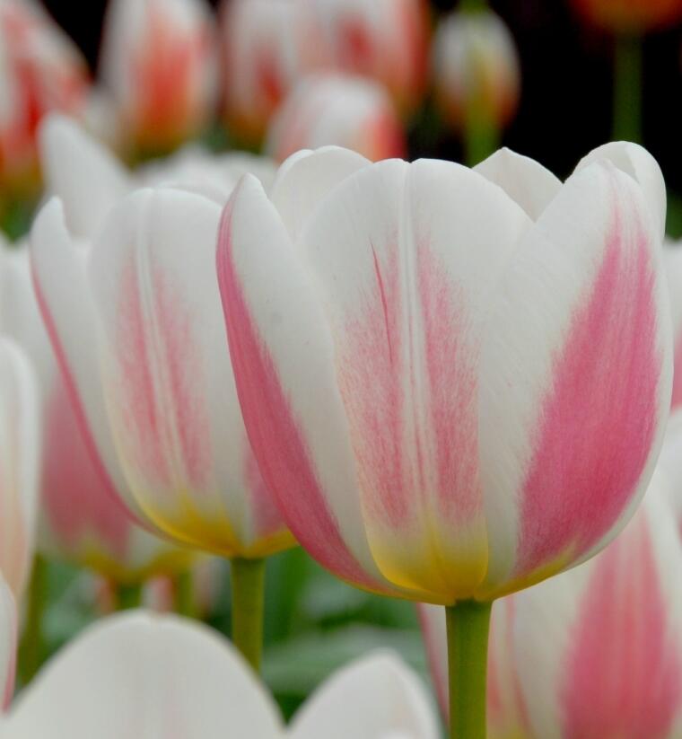 Tulipán Triumph 'Beau monde' - Tulipa Triumph 'Beau monde'
