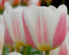 Tulipán Triumph 'Beau monde'