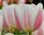 Tulipán Triumph 'Beau monde'