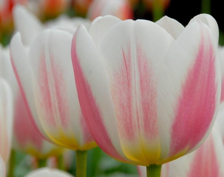 Tulipán Triumph 'Beau monde' - Tulipa Triumph 'Beau monde'