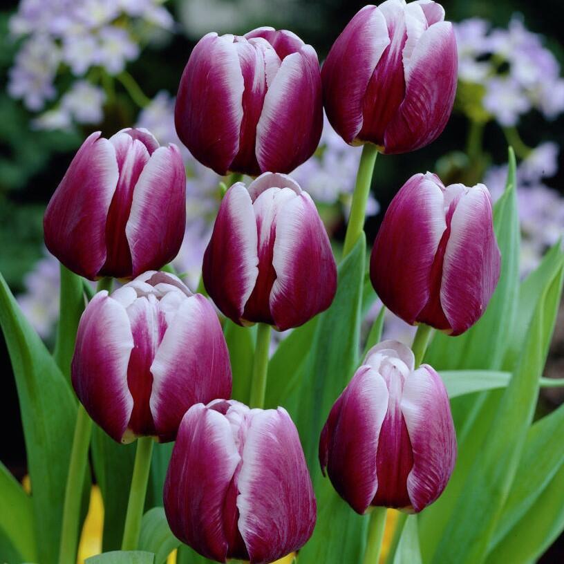 Tulipán Triumph 'Arabian Mystery' - Tulipa Triumph 'Arabian Mystery'