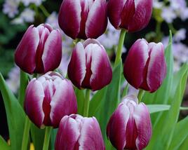 Tulipán Triumph 'Arabian Mystery'