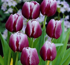 Tulipán Triumph 'Arabian Mystery' - Tulipa Triumph 'Arabian Mystery'