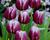 Tulipán Triumph 'Arabian Mystery'