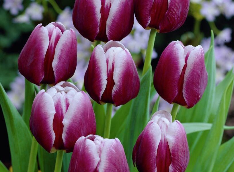 Tulipán Triumph 'Arabian Mystery' - Tulipa Triumph 'Arabian Mystery'